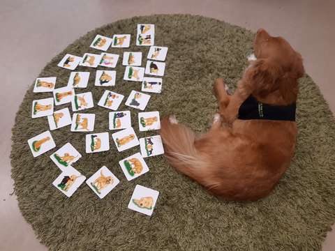 Koulukoira Ilo makaa matolla, jossa on koira-aiheisia pelikortteja.