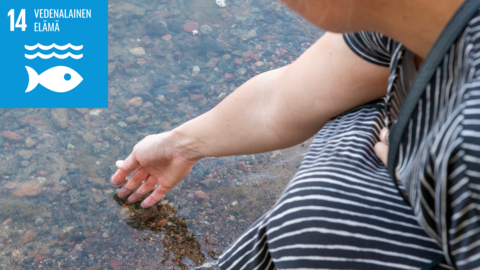 SDG 14. Vedenalainen elämä. Nainen koskettaa vedenpintaa.